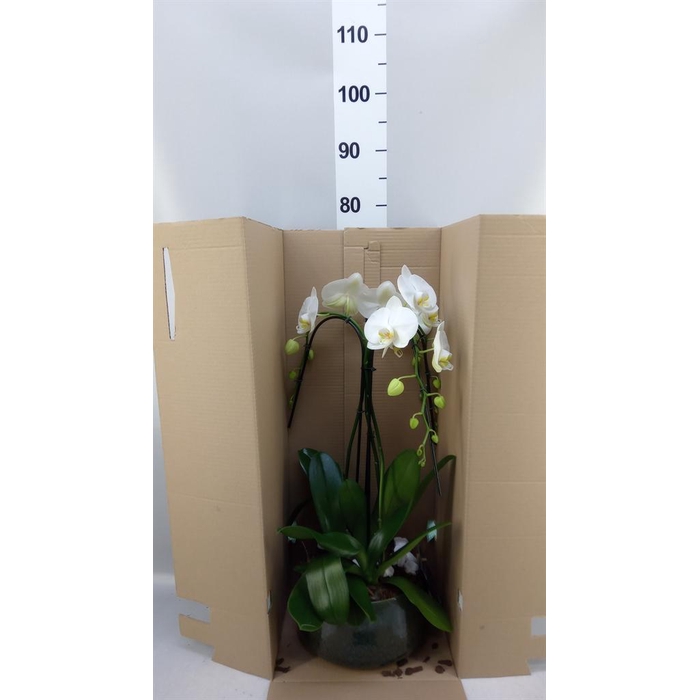 <h4>Arr.    Planten  H%</h4>