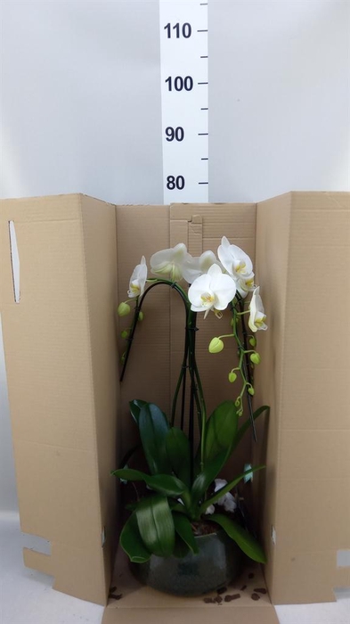 Arr.    Planten  H%
