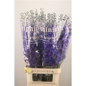 Delph El Dewi Blue Star