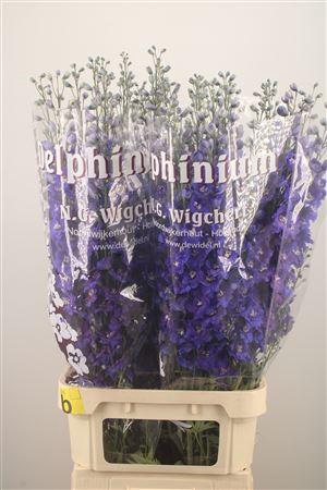 <h4>Delph El Dewi Blue Star</h4>