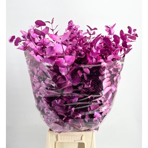 Euc. Cinerea Painted $Luxury Mon Cherry