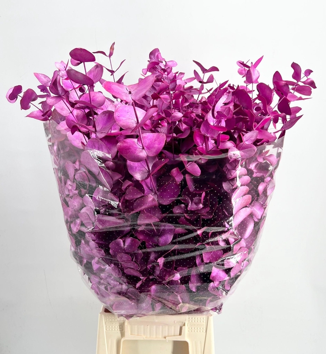 <h4>Euc. Cinerea Painted $Luxury Mon Cherry</h4>