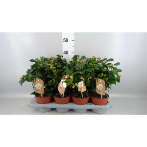 Camellia japonica 'Brushfield Yell'