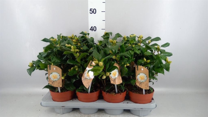 <h4>Camellia japonica 'Brushfield Yell'</h4>