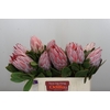 Protea Cynaroides