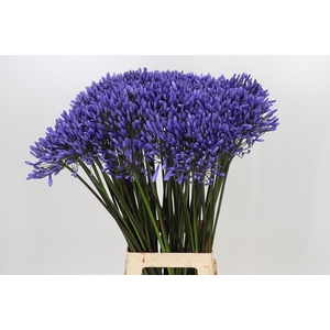Agapanthus Dr Brouwer