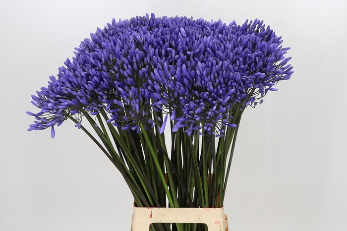<h4>Agapanthus Dr Brouwer</h4>