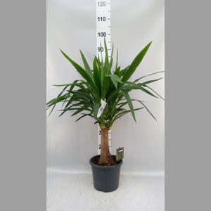 Yucca elephantipes   ...
