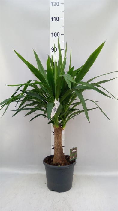 <h4>Yucca elephantipes   ...</h4>