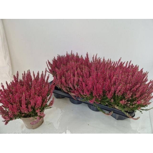 CALLU GA G FRANCA