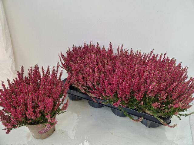 <h4>CALLU GA G FRANCA</h4>