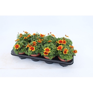Bidens Beedance Yellow Red