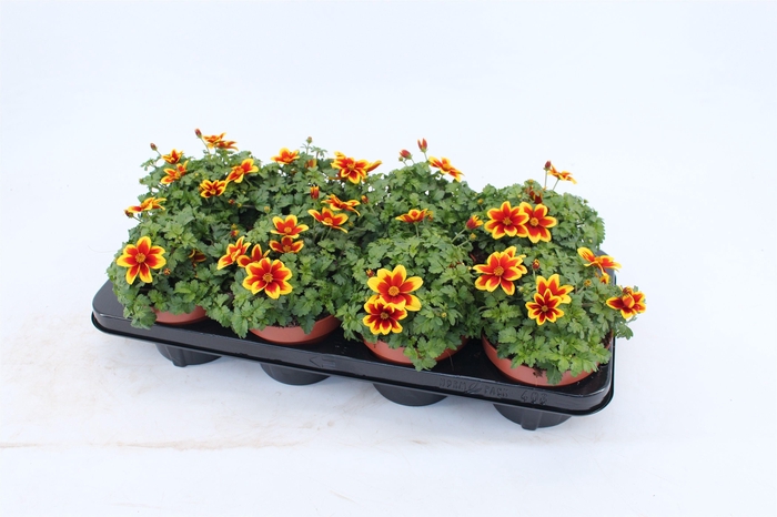 <h4>Bidens Beedance Yellow Red</h4>