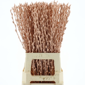 Salix Snow Flake Klb Copper