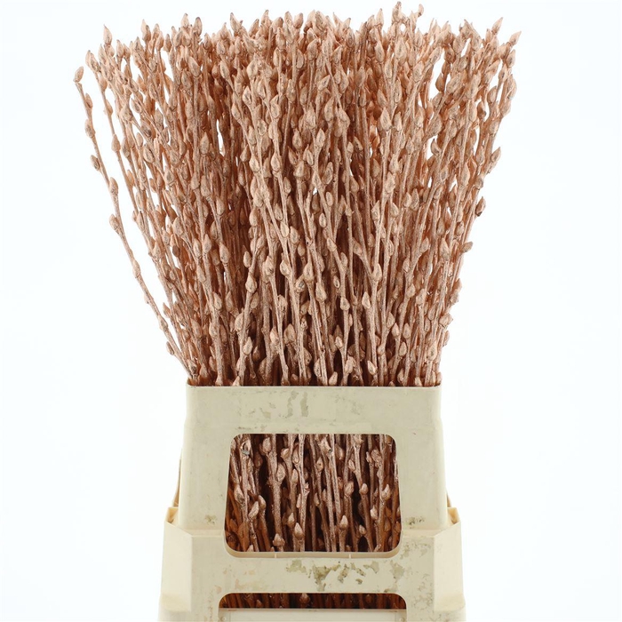 <h4>Salix Snow Flake Klb Copper</h4>