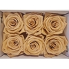 Ro Pres Classic Apricot