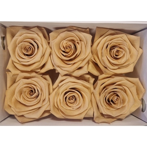 Ro Pres Classic Apricot