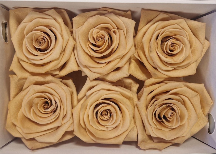 <h4>Ro Pres Classic Apricot</h4>