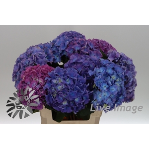 Hydrangea royal salute