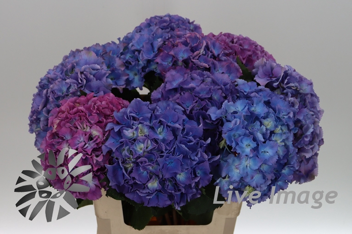 <h4>Hydrangea royal salute</h4>