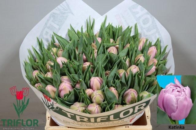 <h4>TU DU KATINKA</h4>