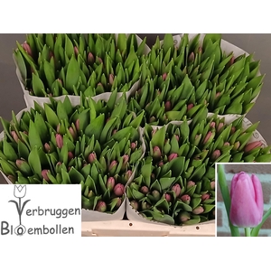 TU EN MARATHON CHAMP