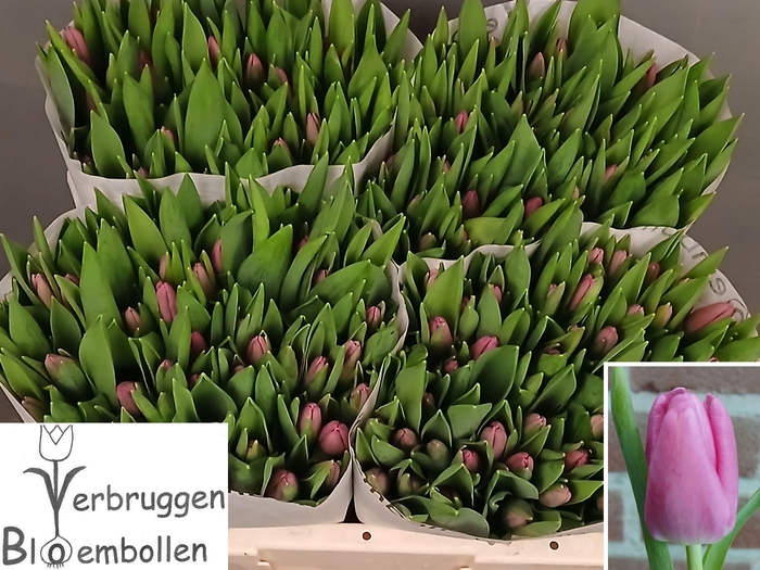 <h4>TU EN MARATHON CHAMP</h4>