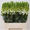 Antir Poto Ivory White