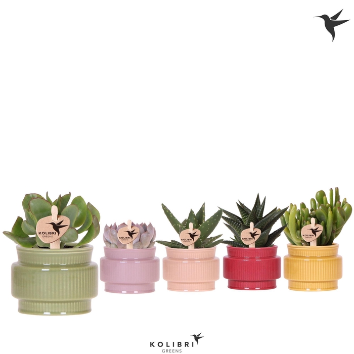 <h4>Kolibri Greens Succulenten mix in Allure pot mix</h4>