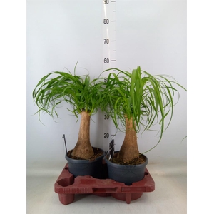 Beaucarnea recurvata