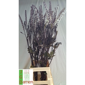ACTAEA SIM BRUNETTE