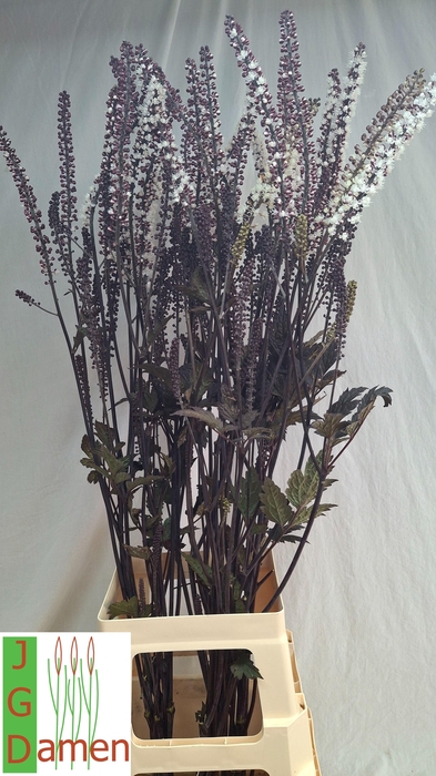 <h4>ACTAEA SIM BRUNETTE</h4>