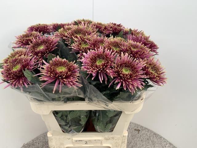 <h4>CHR G TULA SHARLETTA</h4>