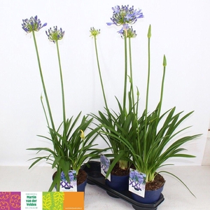 AGAPA EYDORI BLUE