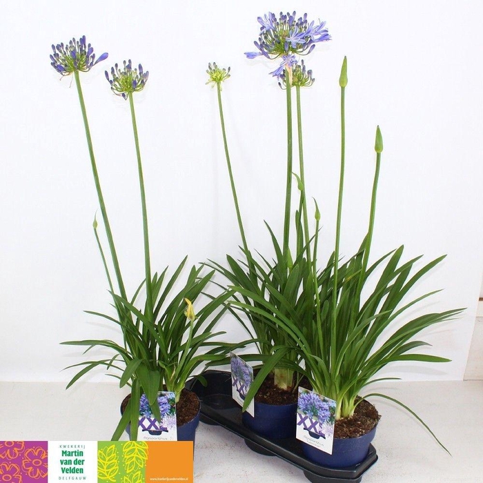 <h4>AGAPA EYDORI BLUE</h4>