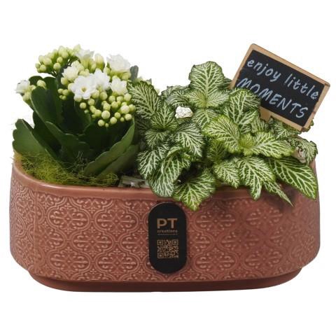 <h4>PTIB5183 Arrangement Indoor in keramiek pot ovaal</h4>