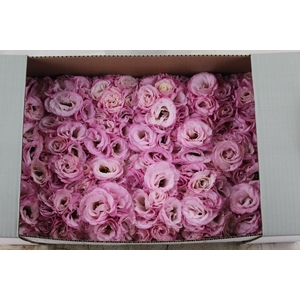 LISIANTHUS FLOR ROSA