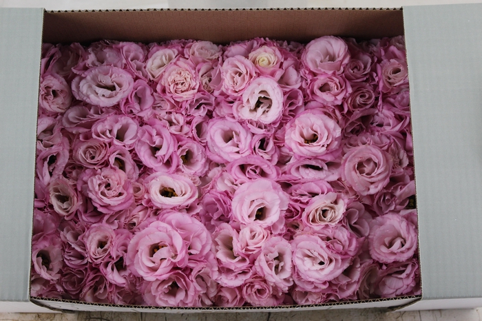 <h4>LISIANTHUS FLOR ROSA</h4>
