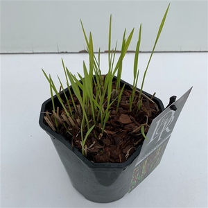 Panicum 'Sangria'