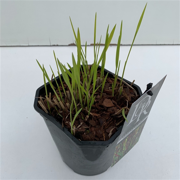 <h4>Panicum 'Sangria'</h4>