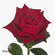 Rosa large monte carlo