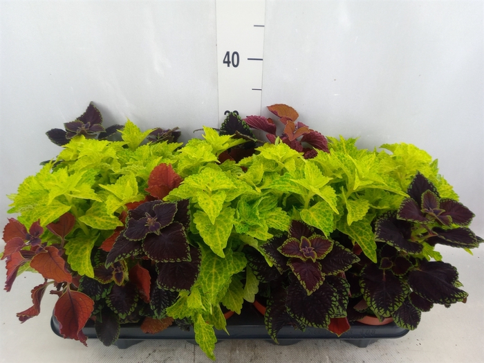 <h4>Plectranthus col.   ...mix</h4>