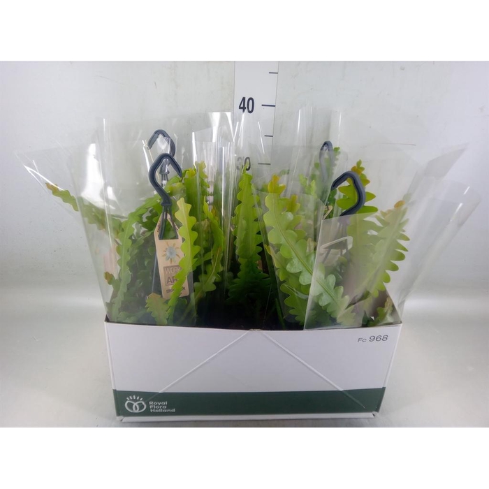 <h4>Epiphyllum anguliger</h4>