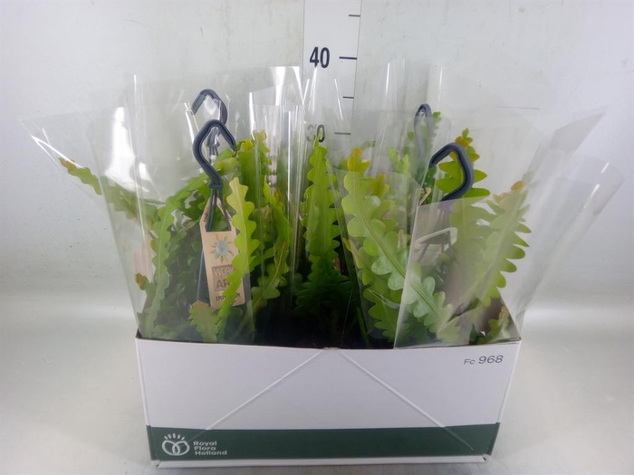 <h4>Epiphyllum anguliger</h4>