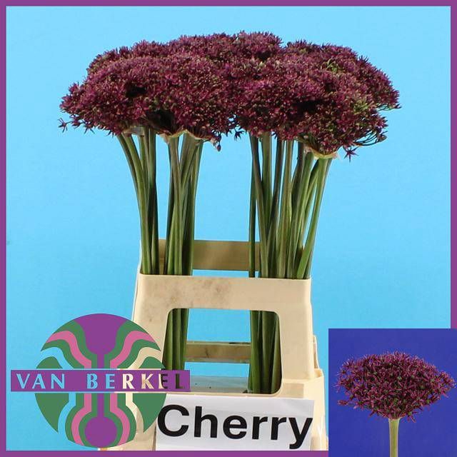 <h4>ALLIUM CHERRY</h4>