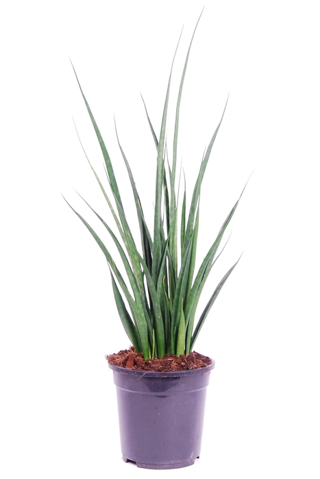 <h4>Sansevieria kirkii 'Friends'</h4>