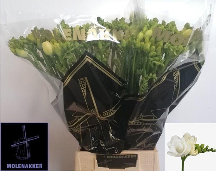 <h4>Freesia du Essence</h4>