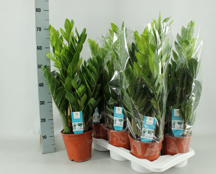 <h4>ZAMIO ZAMIIFOLIA</h4>