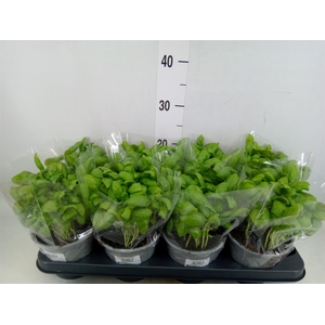 Ocimum basilicum