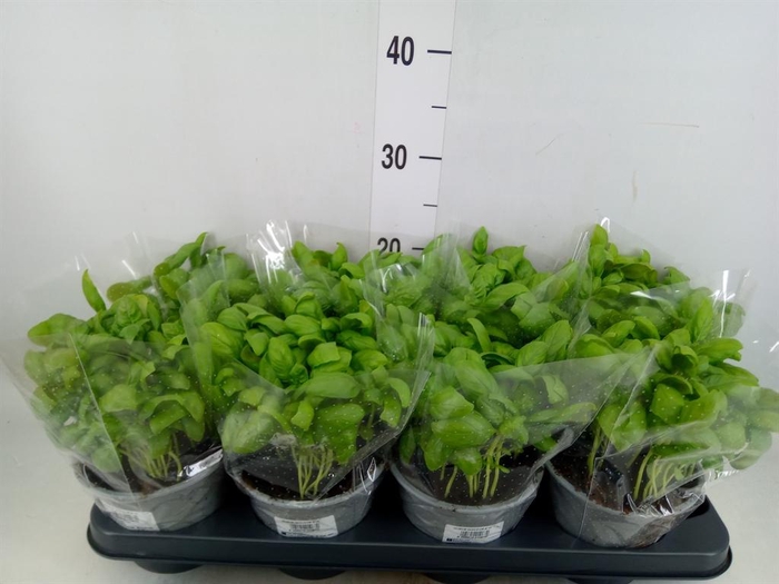 <h4>Ocimum basilicum</h4>